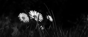 Preview wallpaper chamomile, flowers, bw, grass