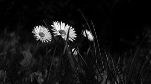Preview wallpaper chamomile, flowers, bw, grass