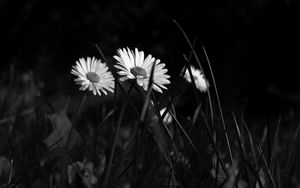 Preview wallpaper chamomile, flowers, bw, grass