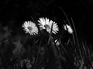 Preview wallpaper chamomile, flowers, bw, grass