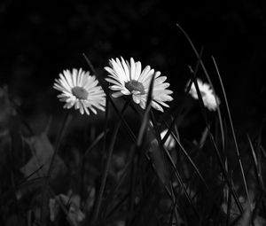 Preview wallpaper chamomile, flowers, bw, grass