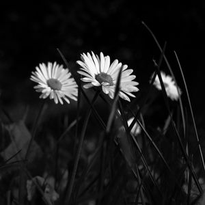 Preview wallpaper chamomile, flowers, bw, grass