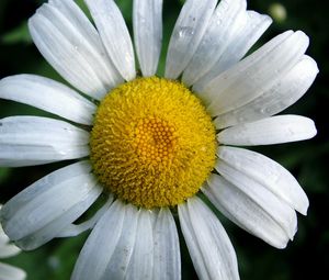 Preview wallpaper chamomile, flowers, drop, petals