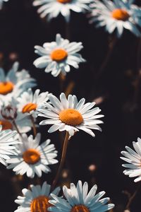 Preview wallpaper chamomile, flowers, field, bloom, blur