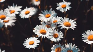 Preview wallpaper chamomile, flowers, field, bloom, blur