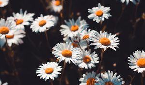 Preview wallpaper chamomile, flowers, field, bloom, blur
