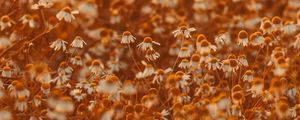 Preview wallpaper chamomile, flowers, field, bloom, sunlight