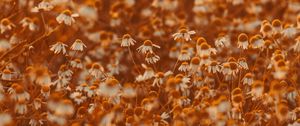 Preview wallpaper chamomile, flowers, field, bloom, sunlight