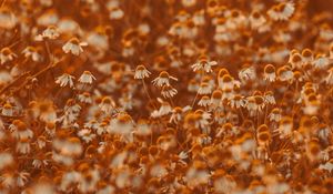 Preview wallpaper chamomile, flowers, field, bloom, sunlight
