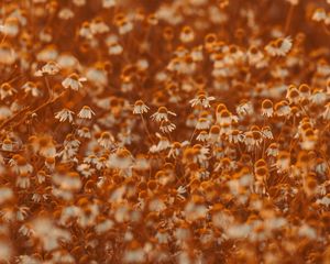 Preview wallpaper chamomile, flowers, field, bloom, sunlight
