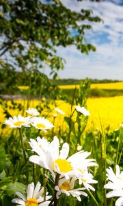 Preview wallpaper chamomile, flowers, field, landscape
