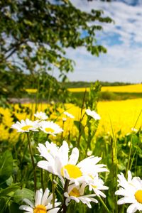 Preview wallpaper chamomile, flowers, field, landscape