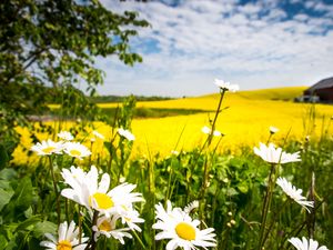 Preview wallpaper chamomile, flowers, field, landscape