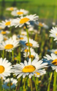 Preview wallpaper chamomile, flowers, field, plants, macro