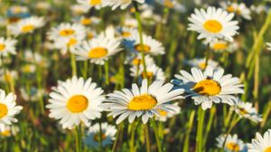 Preview wallpaper chamomile, flowers, field, plants, macro