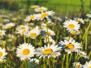 Preview wallpaper chamomile, flowers, field, plants, macro