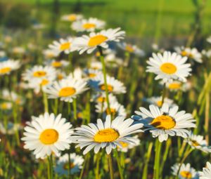 Preview wallpaper chamomile, flowers, field, plants, macro