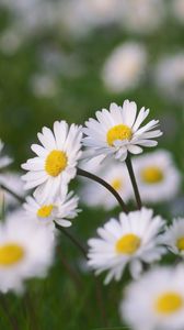 Preview wallpaper chamomile, flowers, field, macro