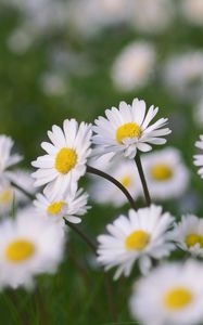 Preview wallpaper chamomile, flowers, field, macro