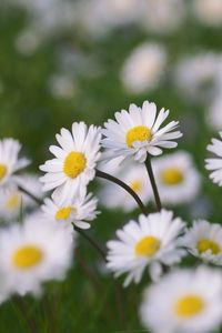 Preview wallpaper chamomile, flowers, field, macro