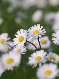 Preview wallpaper chamomile, flowers, field, macro