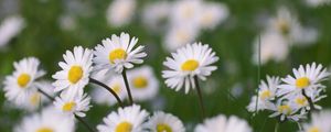 Preview wallpaper chamomile, flowers, field, macro