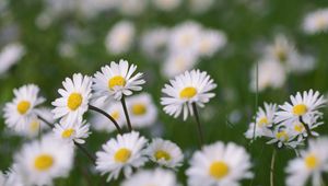 Preview wallpaper chamomile, flowers, field, macro