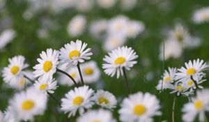 Preview wallpaper chamomile, flowers, field, macro