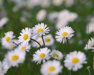 Preview wallpaper chamomile, flowers, field, macro