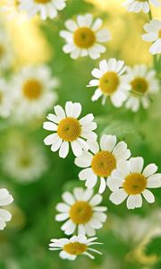 Preview wallpaper chamomile, flowers, field, petals