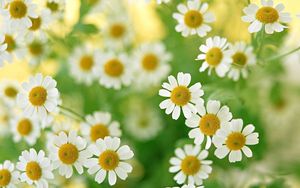 Preview wallpaper chamomile, flowers, field, petals