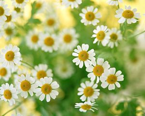 Preview wallpaper chamomile, flowers, field, petals