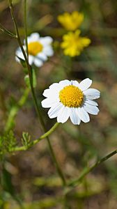 Preview wallpaper chamomile, flowers, field, grass