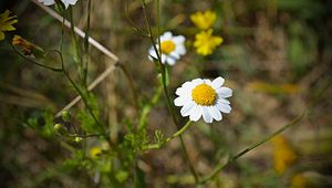 Preview wallpaper chamomile, flowers, field, grass