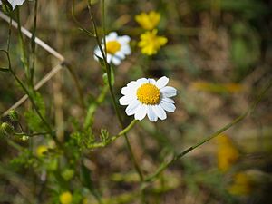 Preview wallpaper chamomile, flowers, field, grass