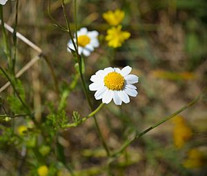 Preview wallpaper chamomile, flowers, field, grass