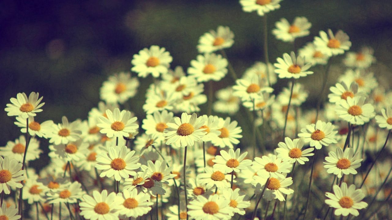 Wallpaper chamomile, flowers, field, white