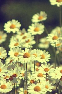 Preview wallpaper chamomile, flowers, field, white