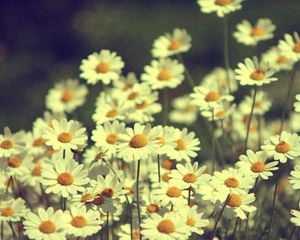 Preview wallpaper chamomile, flowers, field, white