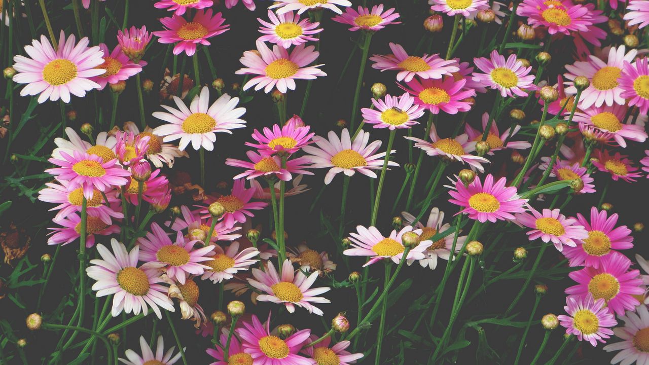 Wallpaper chamomile, flowers, flower bed, pink