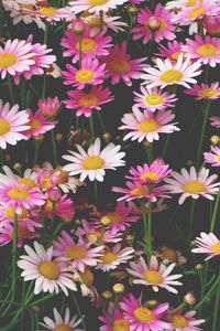 Preview wallpaper chamomile, flowers, flower bed, pink