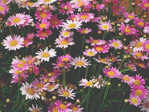 Preview wallpaper chamomile, flowers, flower bed, pink
