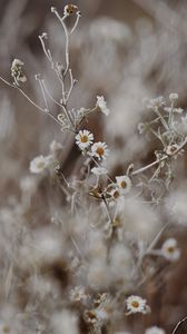 Preview wallpaper chamomile, flowers, frost, plant, macro