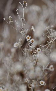 Preview wallpaper chamomile, flowers, frost, plant, macro