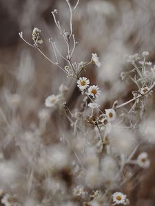 Preview wallpaper chamomile, flowers, frost, plant, macro