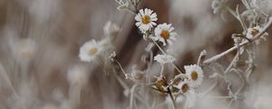 Preview wallpaper chamomile, flowers, frost, plant, macro