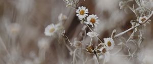 Preview wallpaper chamomile, flowers, frost, plant, macro