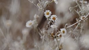 Preview wallpaper chamomile, flowers, frost, plant, macro