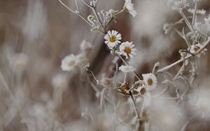 Preview wallpaper chamomile, flowers, frost, plant, macro