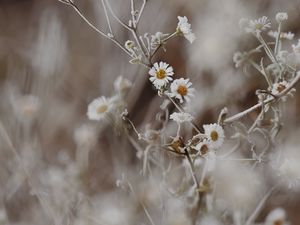 Preview wallpaper chamomile, flowers, frost, plant, macro